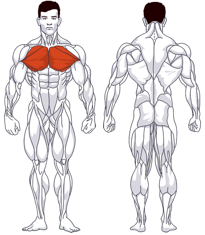 Middle chest: Involved main muscle groups Flys