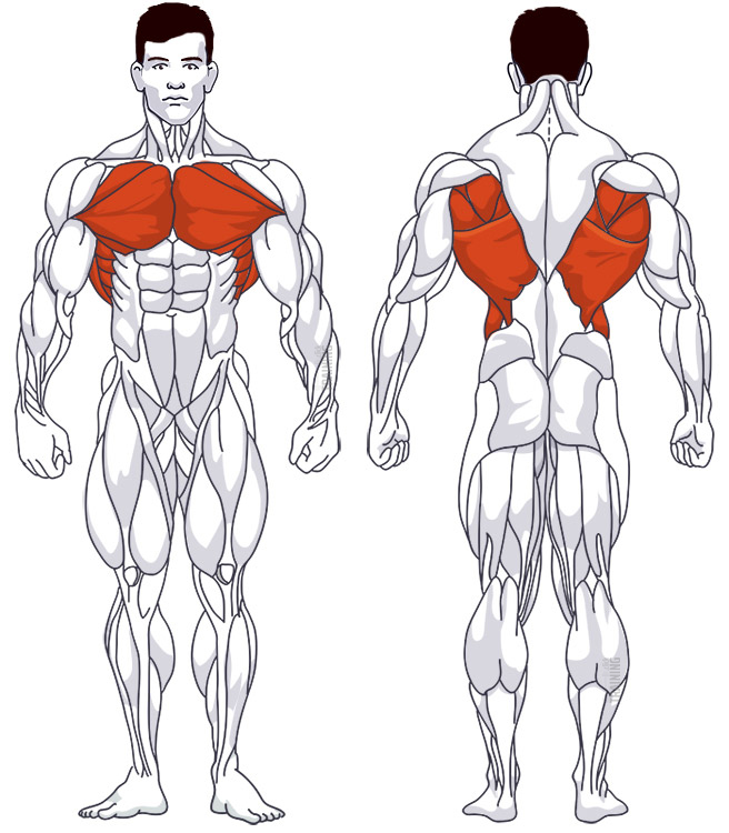 Chest training: Involved main muscle groups Pull-Over