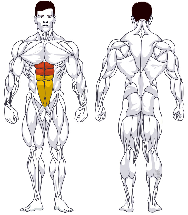 : Beteiligte Hauptmuskelgruppen Crunches