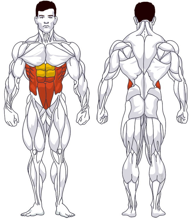: Involved main muscle groups Oblique Leg Raises