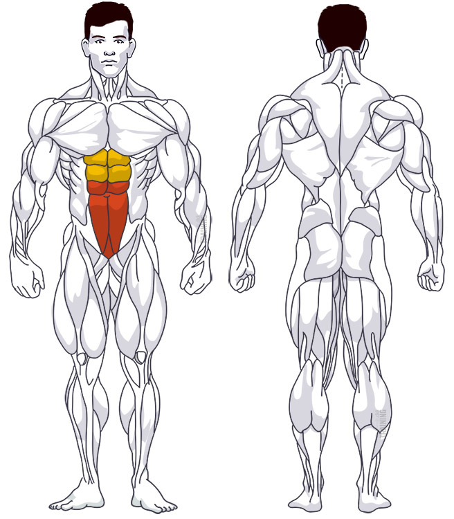: Involved main muscle groups Knee Raise