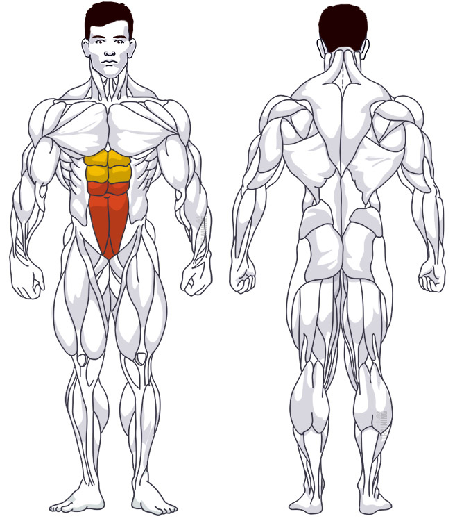 : Beteiligte Hauptmuskelgruppen Umgekehrte Crunches