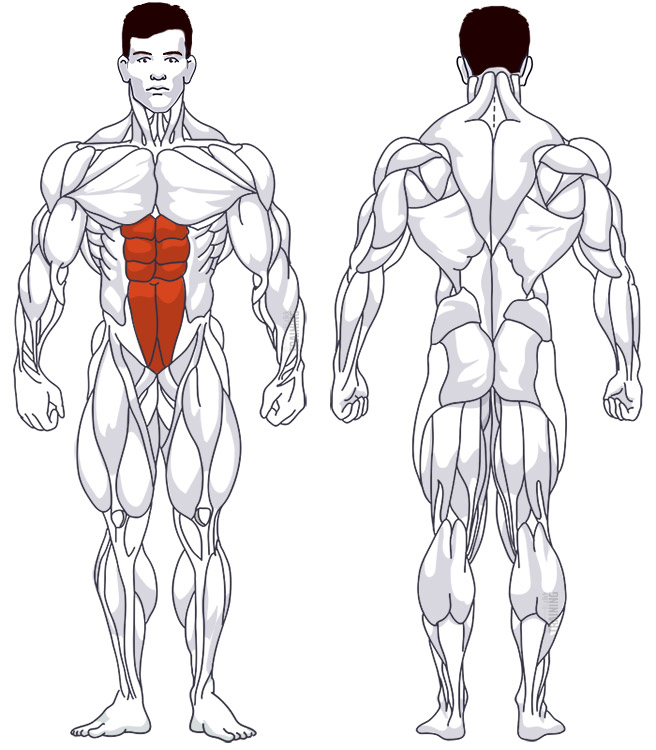 : Beteiligte Hauptmuskelgruppen Bauchpresse