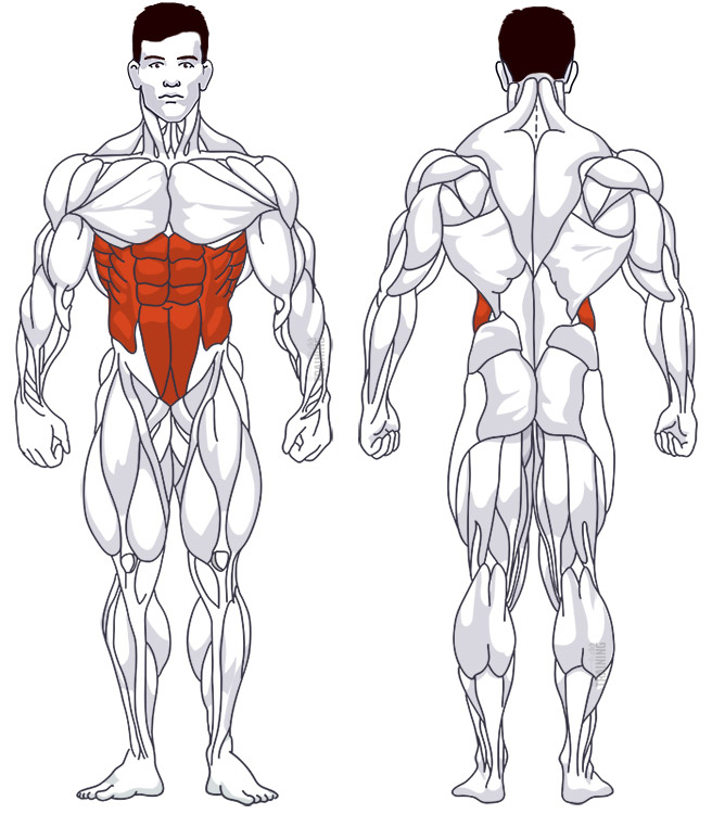 What muscles do sit ups online use