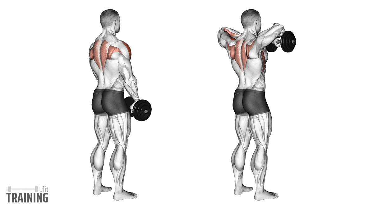 Dumbbell Upright Row Instructions Information Alternatives