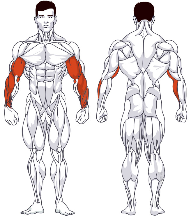 : Beteiligte Hauptmuskelgruppen Hammercurls