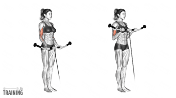 High Cable Curls - Instructions, Information & Alternatives » Training.fit