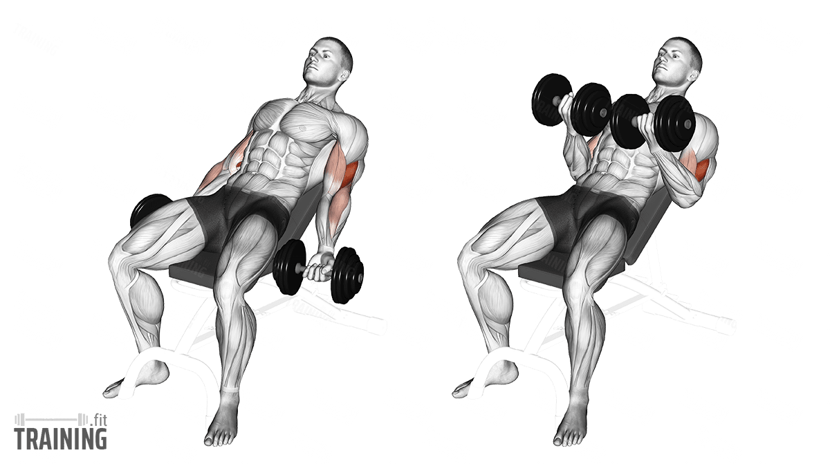 Curl version. Incline Dumbbell Curl. Incline Curl. Гантели трансформер. Dumbbell supinated Curl.