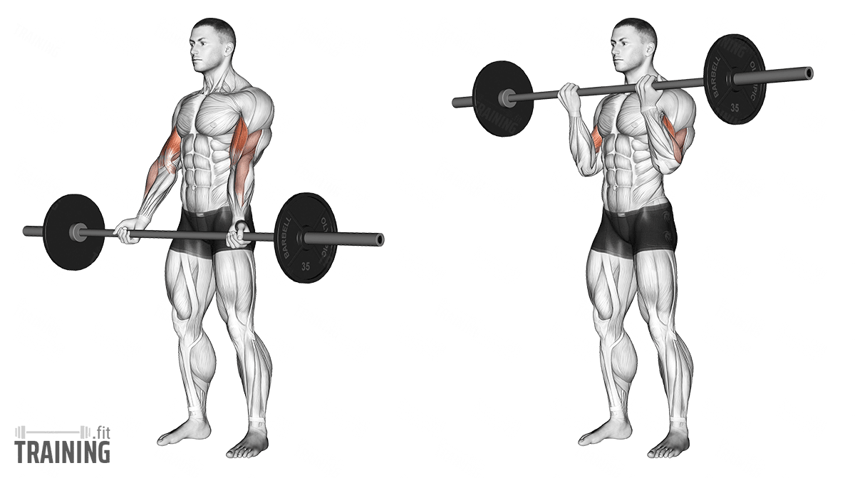 Barbell Curls - Instructions, Information & Alternatives » Training.fit