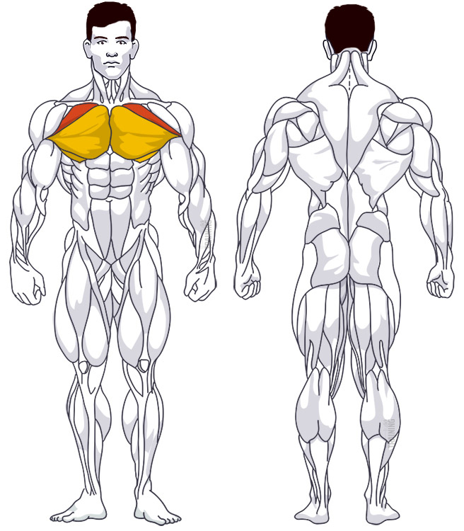 Upper chest: Involved main muscle groups Incline Chest Press