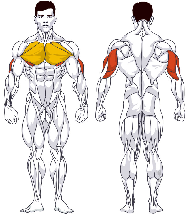 Trizepstraining: Beteiligte Hauptmuskelgruppen Arnold Dips