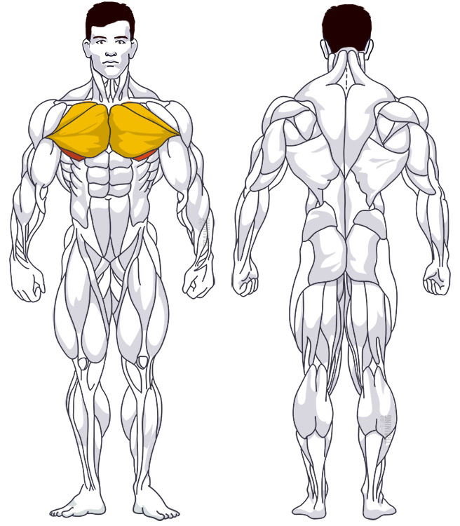 Lower chest: Involved main muscle groups Decline Flys