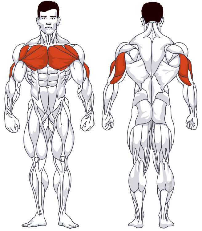 Chest training: Involved main muscle groups Dips