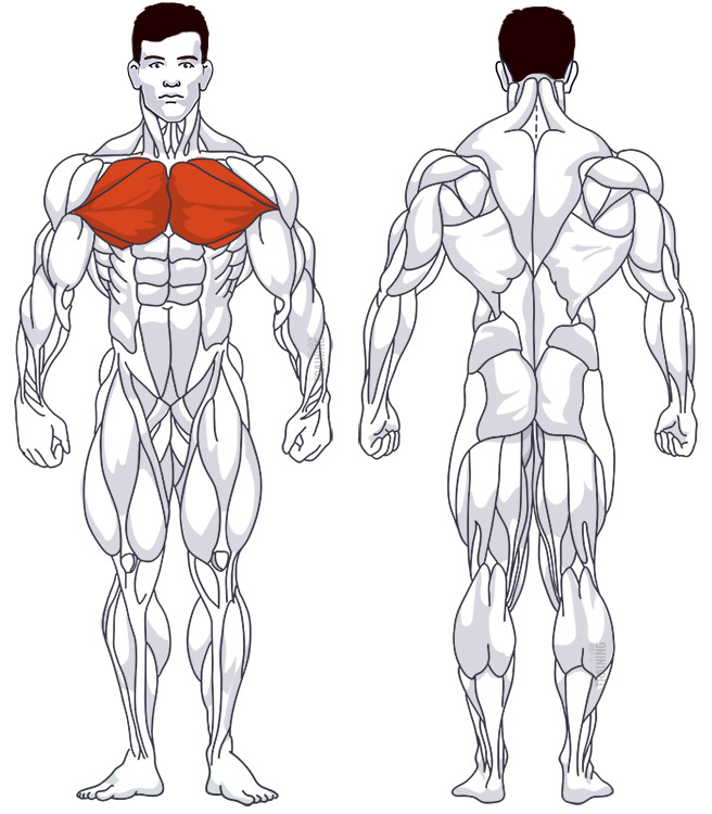 Middle chest: Involved main muscle groups Cable Chest Fly