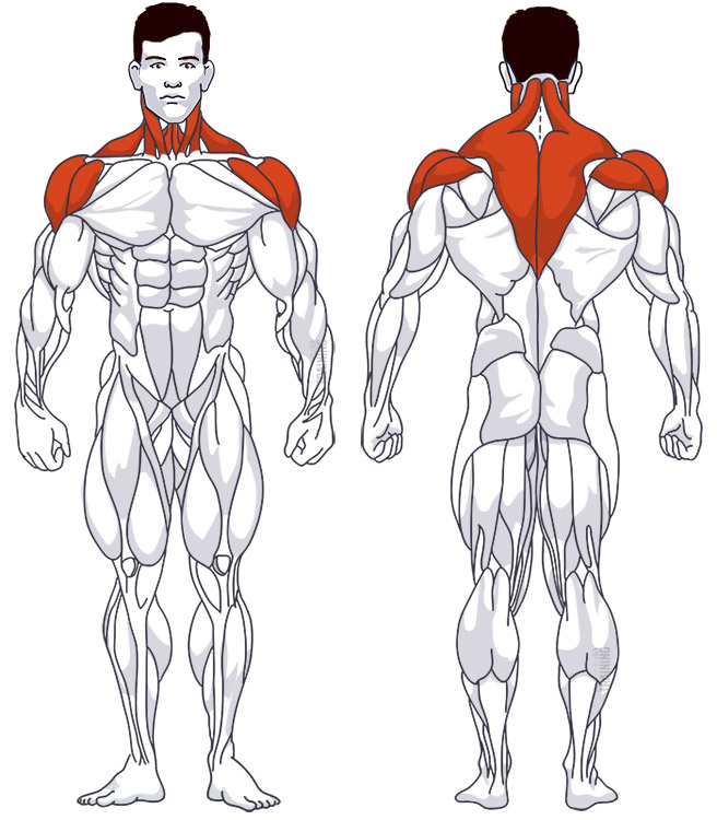 Neck training: Involved main muscle groups Upright Barbell Row