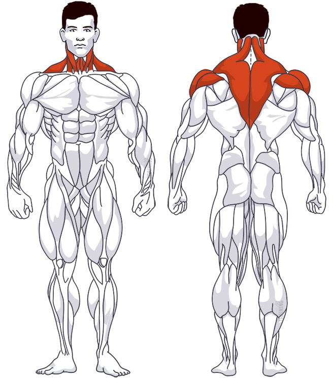 Shoulder training: Involved main muscle groups Reverse Butterfly