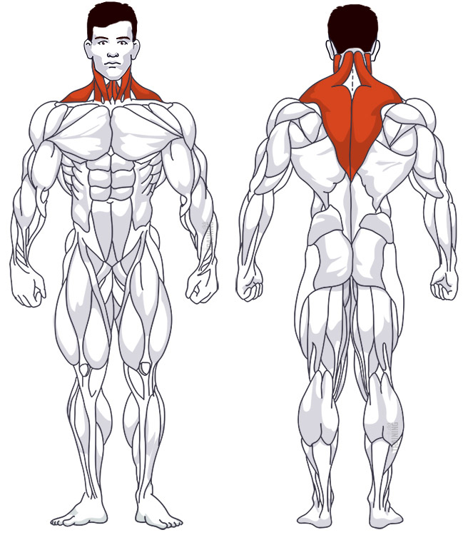 : Involved main muscle groups Prone Incline Dumbell Shrug