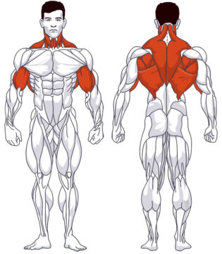 Rückentraining: Beteiligte Hauptmuskelgruppen Latzug zum Nacken