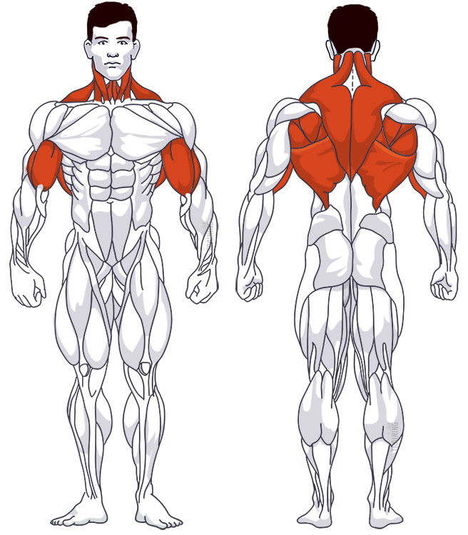 Oberer Rücken: Beteiligte Hauptmuskelgruppen Latzug zum Nacken