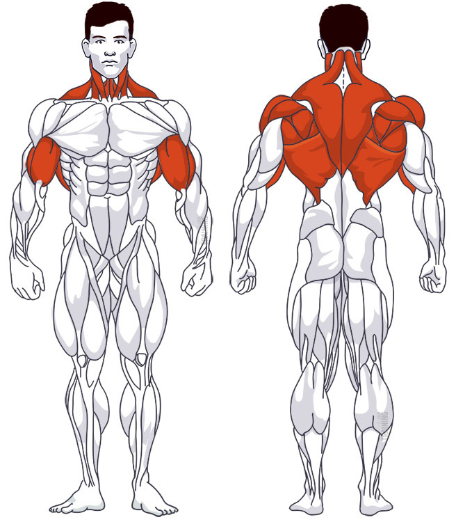 Rückentraining: Beteiligte Hauptmuskelgruppen Rudern am Kabelzug