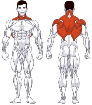 Rückentraining: Beteiligte Hauptmuskelgruppen T-Bar-Rudern
