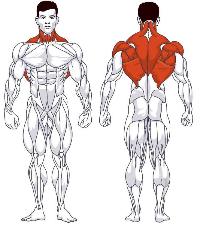 Back training: Involved main muscle groups Incline Dumbell Row