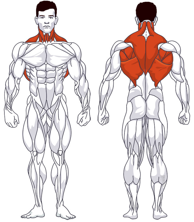 : Involved main muscle groups Assisted Pull-Ups