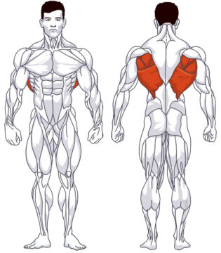 Rückentraining: Beteiligte Hauptmuskelgruppen Latzug am Gerät