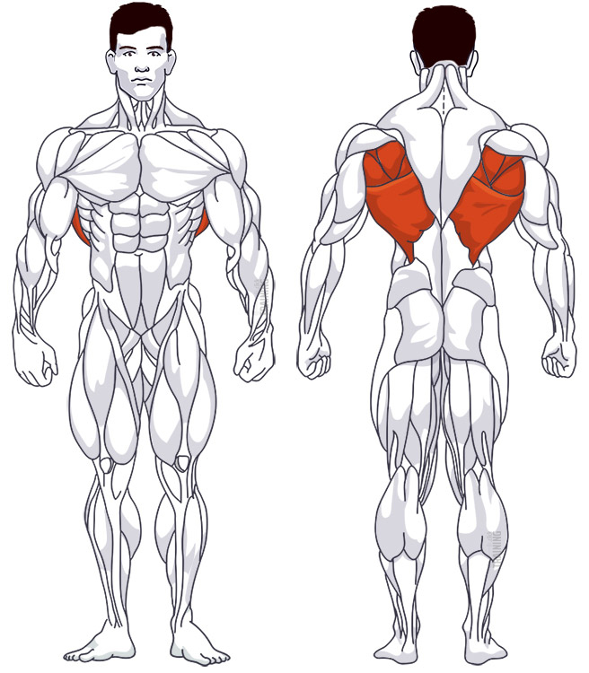 Oberer Rücken: Beteiligte Hauptmuskelgruppen Klimmzüge mit breitem Griff