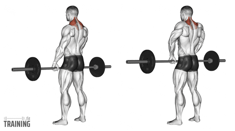 Barbell Shrugs exercise demonstration