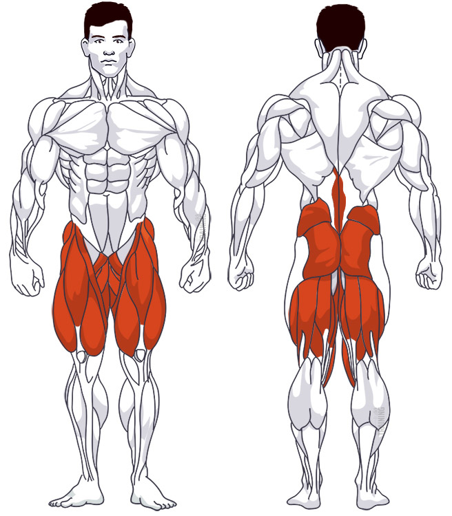 Lower back: Involved main muscle groups Sumo Deadlift