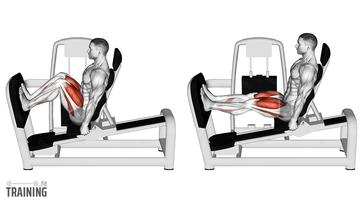 Seated Leg Curl Exercise, Technique & Common Mistakes