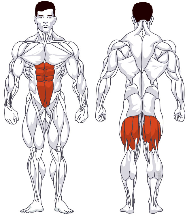 Rear thigh: Involved main muscle groups Hanging Leg Curl