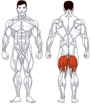 Oberschenkeltraining: Beteiligte Hauptmuskelgruppen Beinbeugen, liegend am Gerät