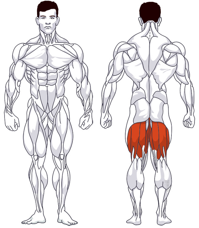 Rear thigh: Involved main muscle groups Lying Leg Curl