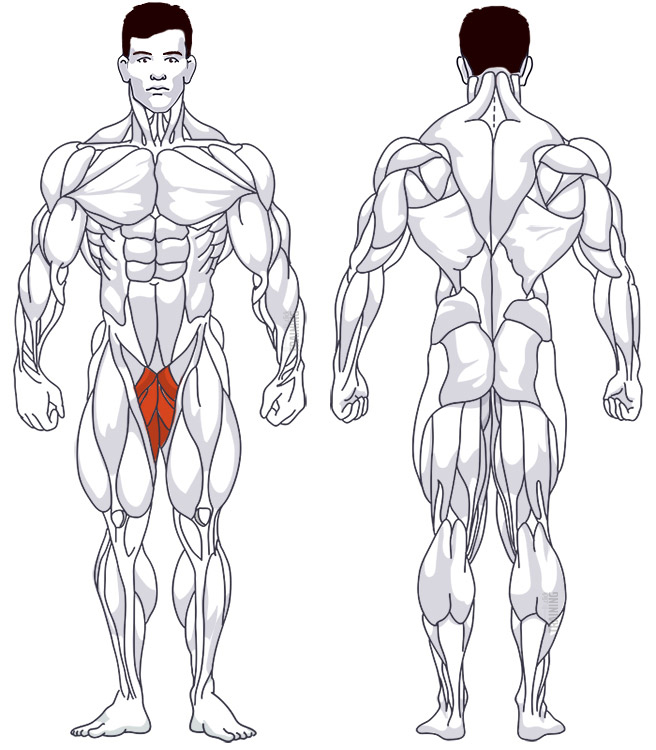 Inner thigh: Involved main muscle groups Cable Hip Adduction