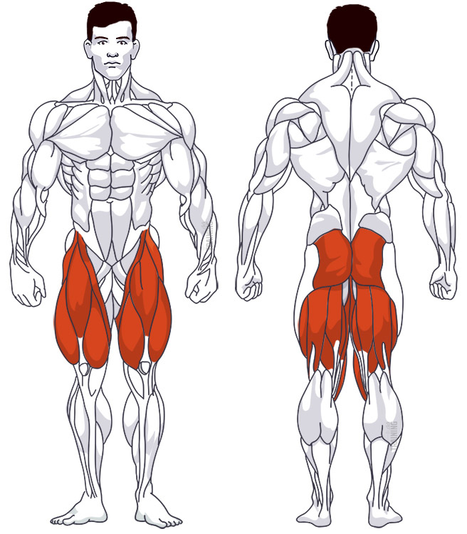 Thigh training: Involved main muscle groups Hack Squat