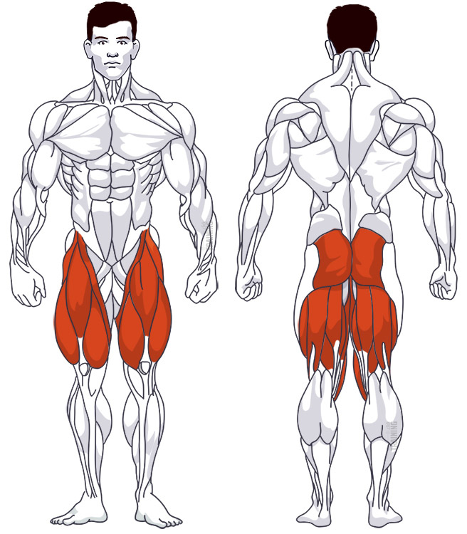 Thigh training: Involved main muscle groups Seated Leg Press