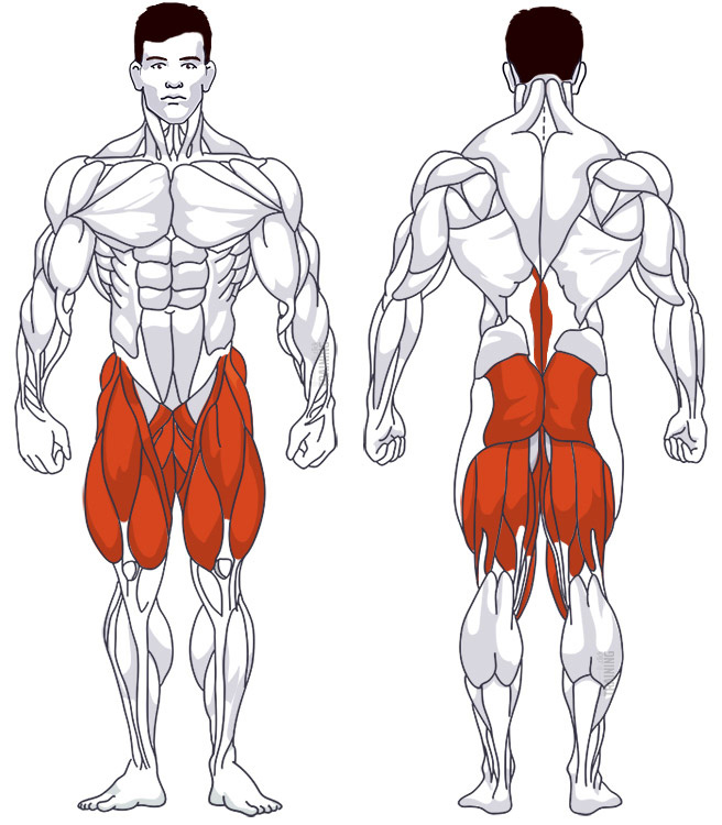 Thigh training: Involved main muscle groups Barbell Squats