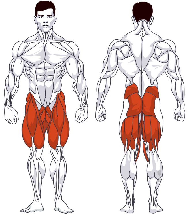 Thigh training: Involved main muscle groups Step-Ups Sideways, with Dumbbells