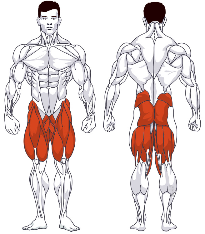 Innerer Oberschenkel: Beteiligte Hauptmuskelgruppen Aufsteiger seitlich, mit Kurzhantel