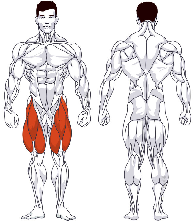 Anterior thigh: Involved main muscle groups Leg Extensions