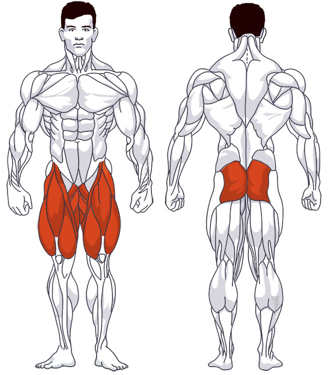 Thigh training: Involved main muscle groups Lunges