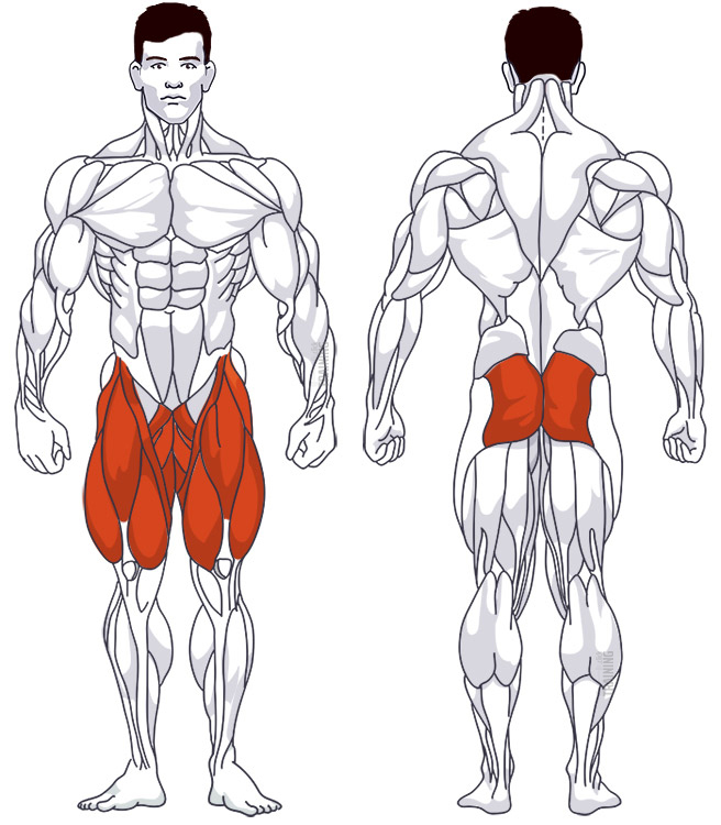 Oberschenkeltraining: Beteiligte Hauptmuskelgruppen Ausfallschritt
