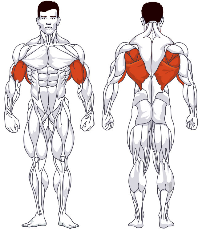 Upper back: Involved main muscle groups Hammer Grip Pull-Ups