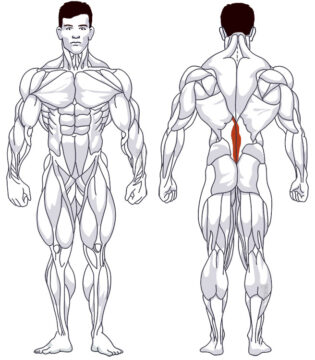 Unterer Rücken: Beteiligte Hauptmuskelgruppen Rückenstrecken am Gymnastikball