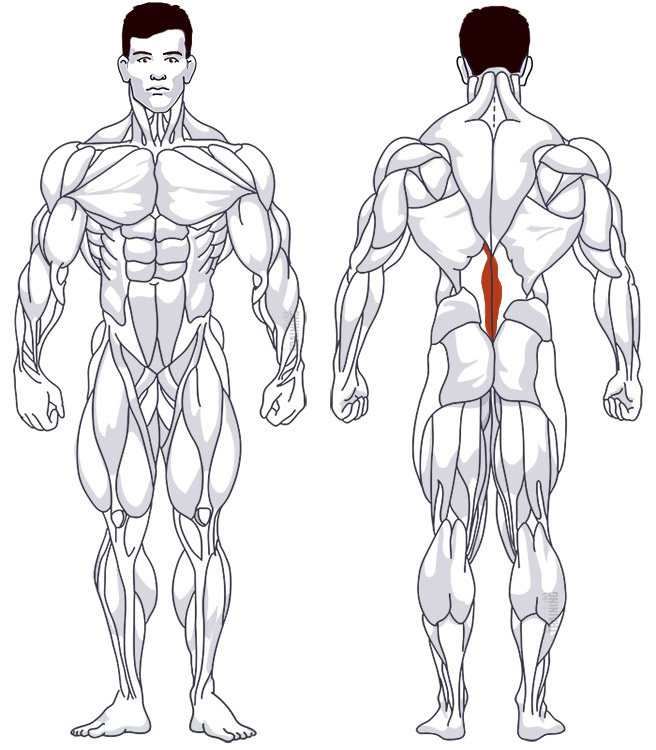 Lower back: Involved main muscle groups Lying Back Extension