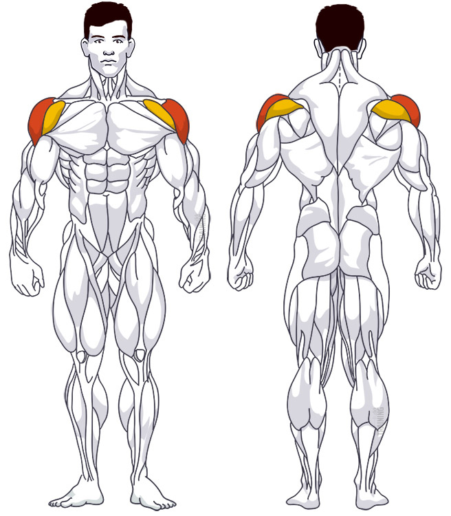 : Involved main muscle groups Lateral Raise