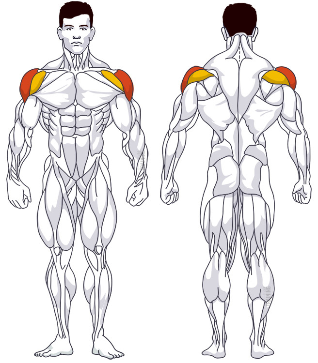Schultertraining: Beteiligte Hauptmuskelgruppen Seitenheben