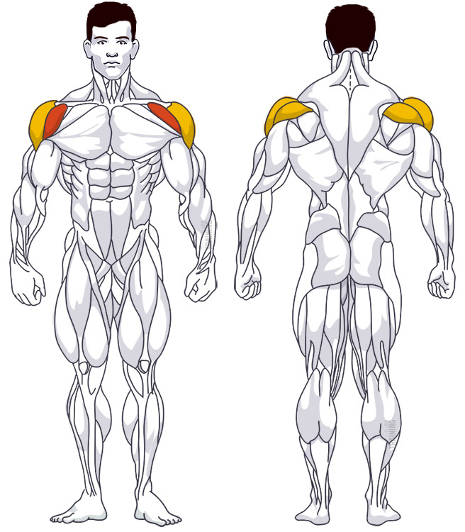 : Involved main muscle groups Front Raise